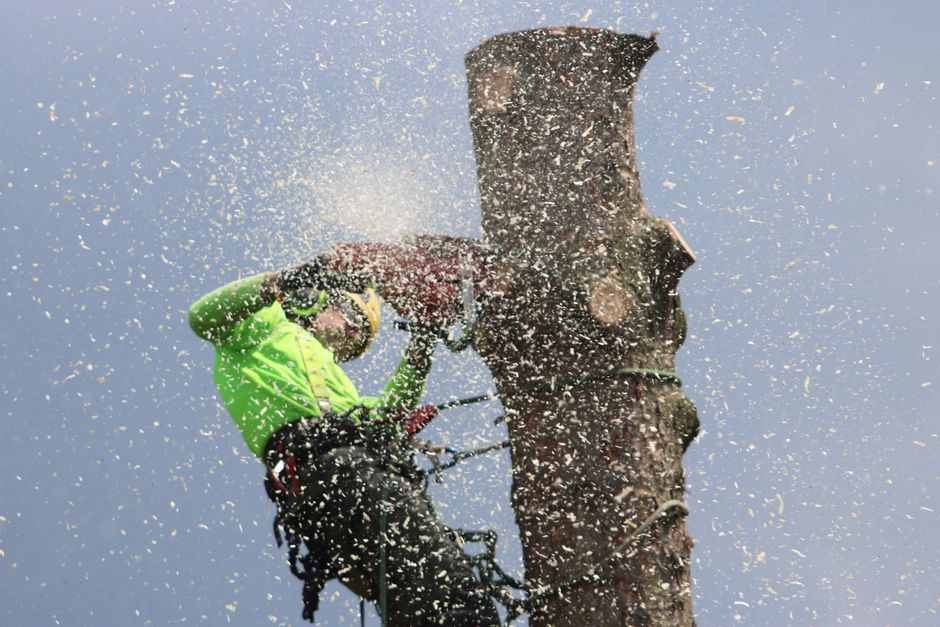 Professional tree removal service in Charlotte, NC